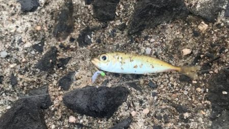 サビキ釣りでファミリーフィッシング